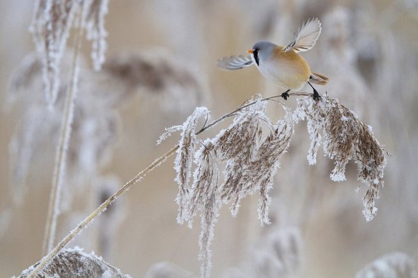 Золотая черепаха фотоконкурс