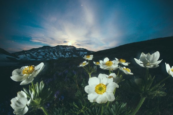 Дикая природа России National Geographic