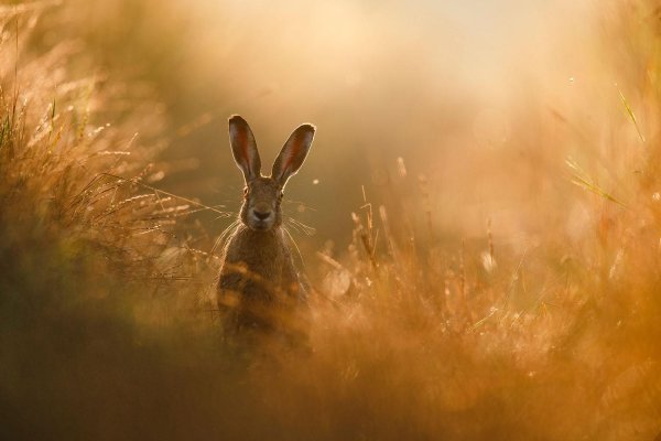 Победитель фотоконкурса Дикая природа