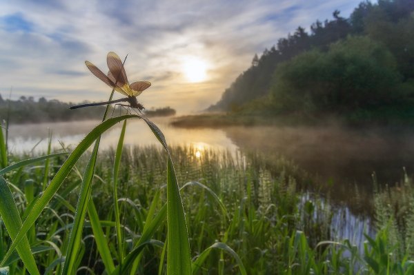 Стрекоза над водой