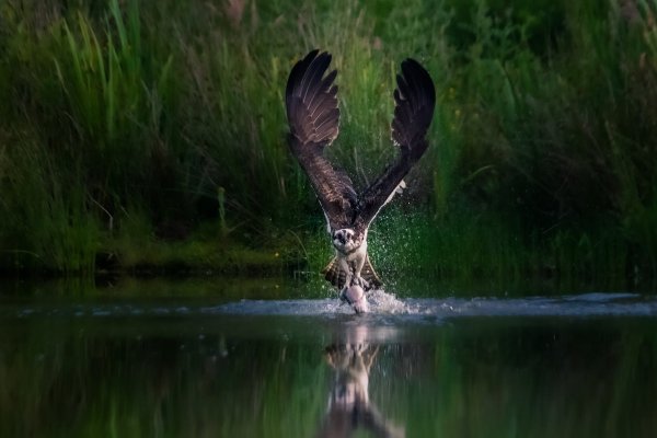 Дикая природа