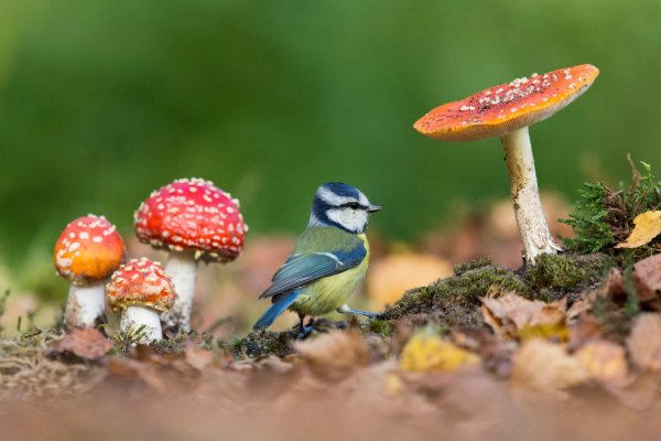 Фотоконкурс природа