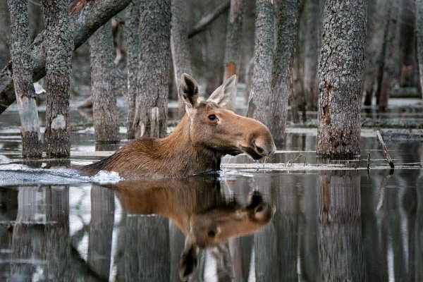 Лучшие снимки дикой природы