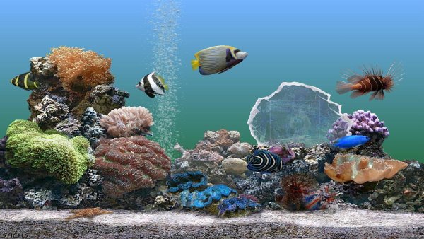 Аквариум вид сверху