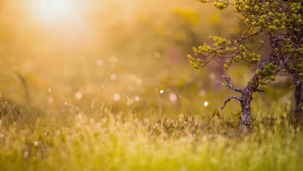 Фон для портрета природа