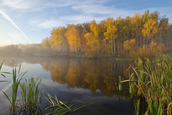 Природа Тульской Тульской области-