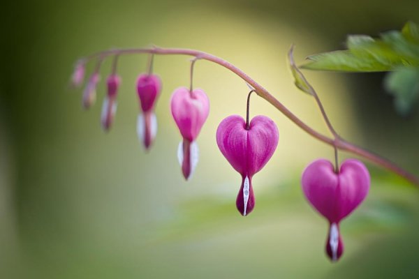 Любовь к природе