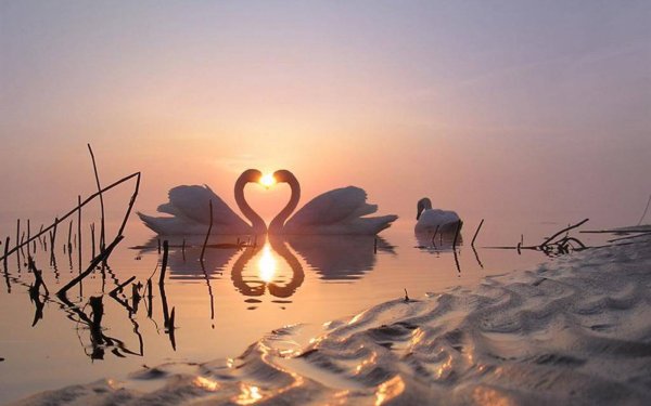 Love story на природе