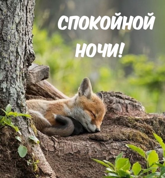 Зима спит