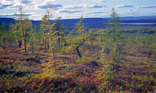 Чёрная ель лесотундра