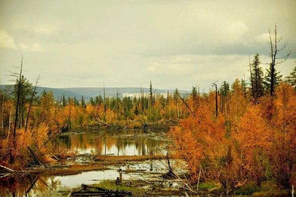 Тундра Норильск природа