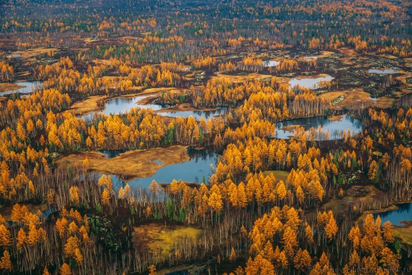Тайга Кольского полуострова