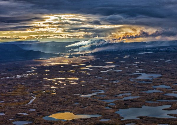 Норильск лес
