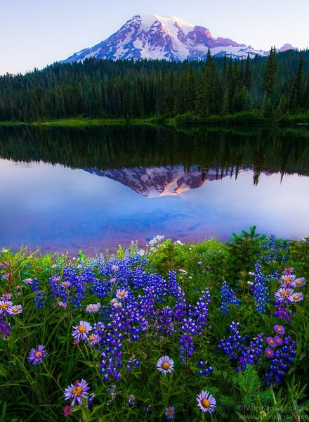 Летняя природа