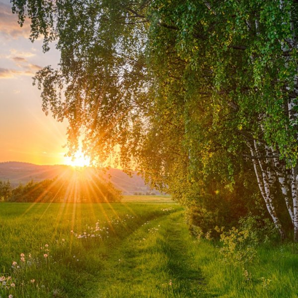 Пейзажи с цветами