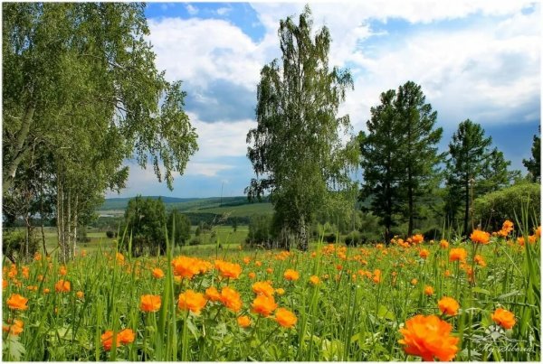 Россия просторы Березки реки