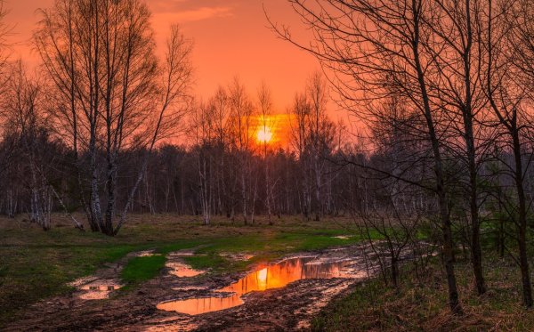 Весенний закат в лесу
