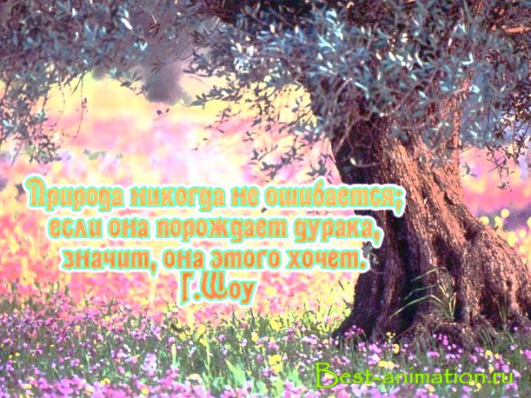 Красивые фразы про природу
