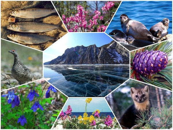 Озеро Байкал растительный и животный мир