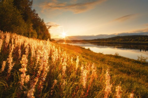 Лето в России с рекой березы