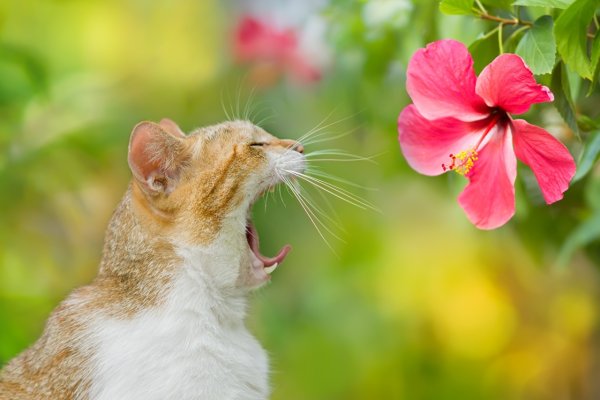 Котик нюхает цветы
