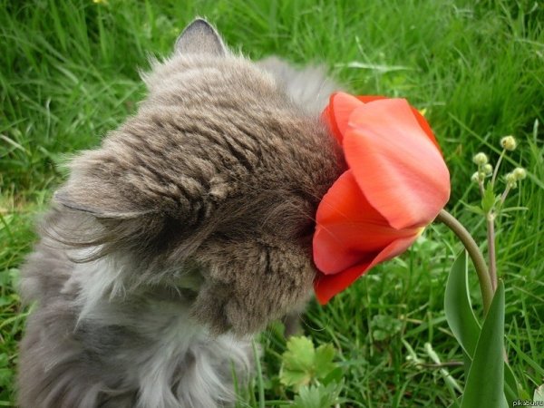 Весенний котик