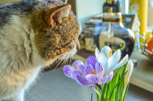 Котенок нюхает цветочек
