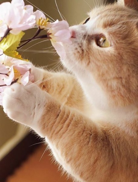 Кот нюхает цветы
