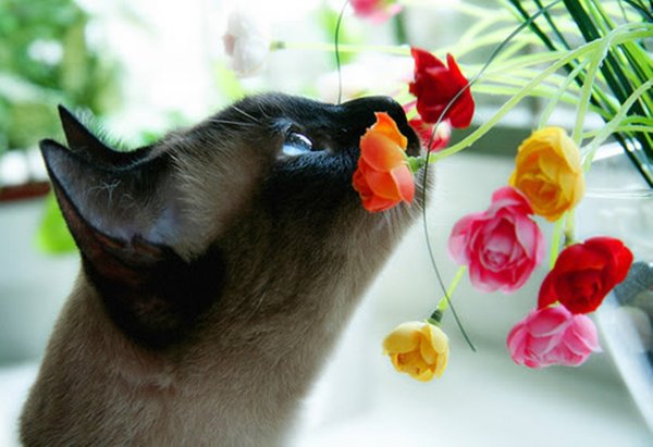 Кошка нюхает цветы