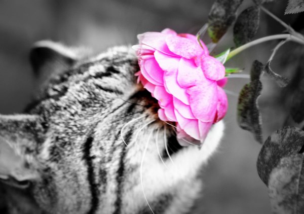 Котик нюхает весну
