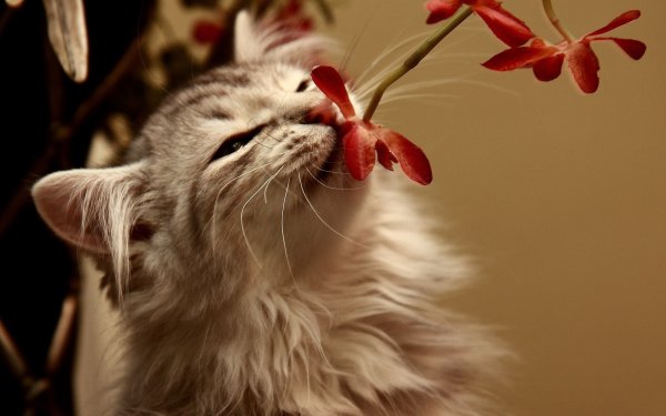 Кошка Весна