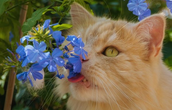 Рыжие коты и цветы