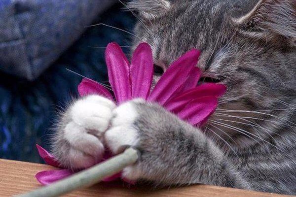 Кот нюхает цветы