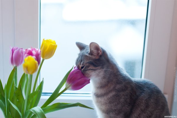 Котики и цветы