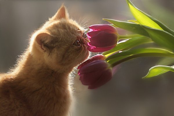 Котик нюхает цветы