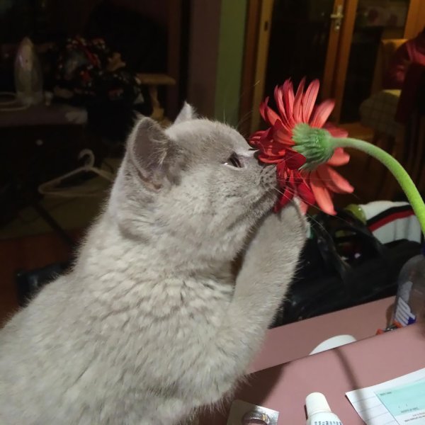 Праздник весны и кошек