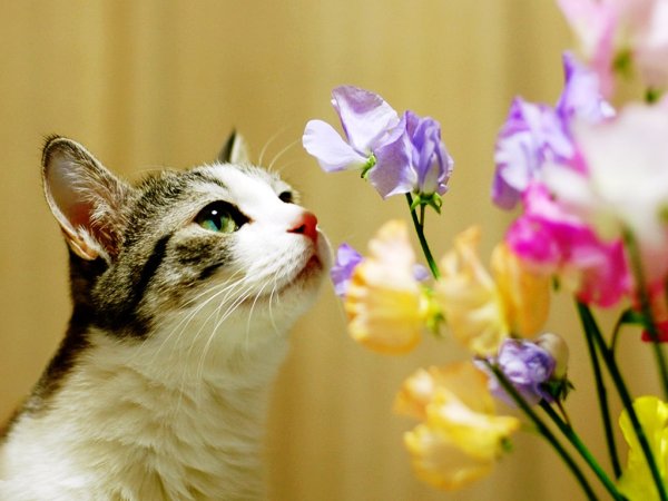 Кот нюхает тюльпаны