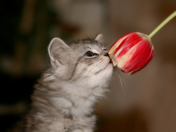 Кот нюхает