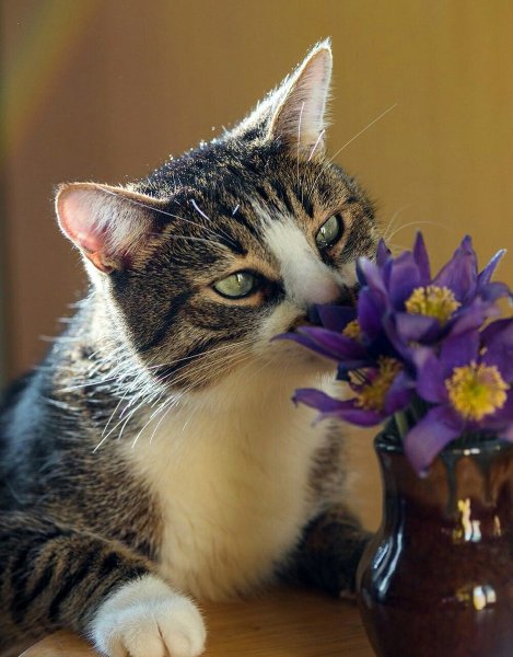 Котик с цветами