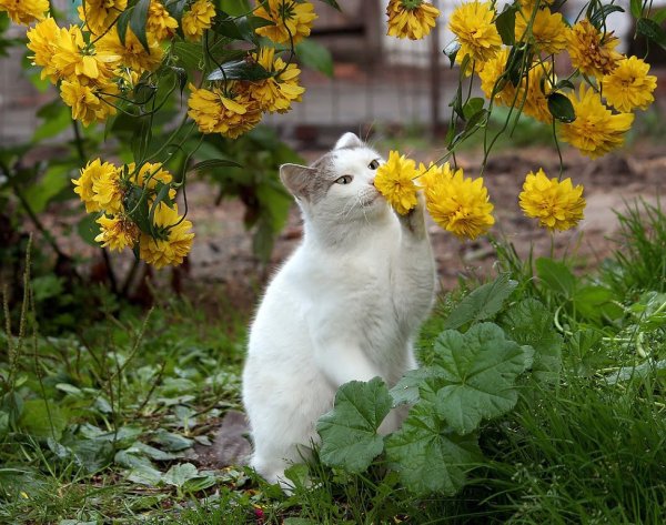 Кошка нюхает розу