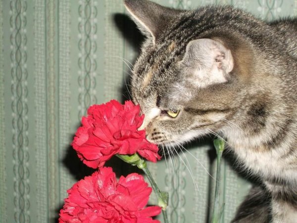 Котенок нюхает цветочек