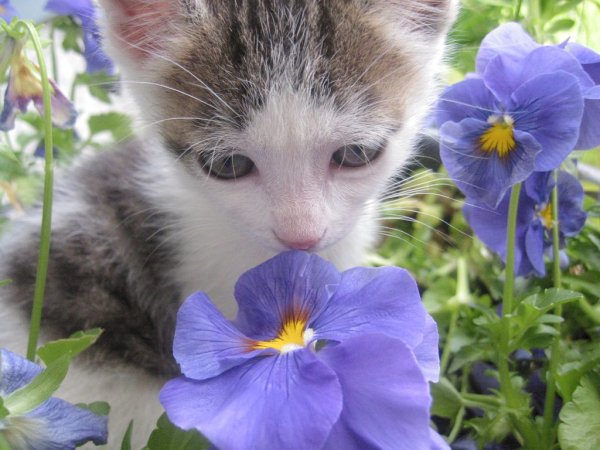 Кот в ромашках