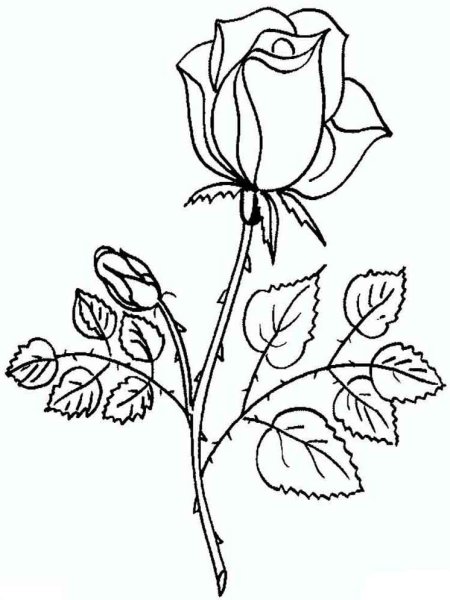 Роза раскраска