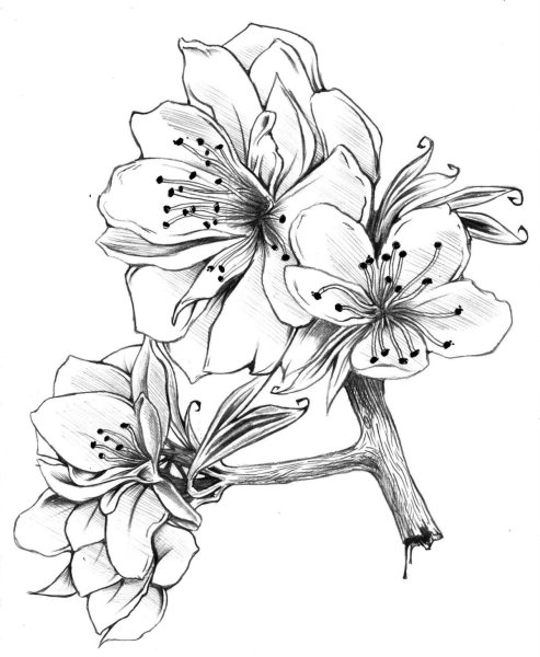 Рисунки для скетчбука цветы - 62 фото