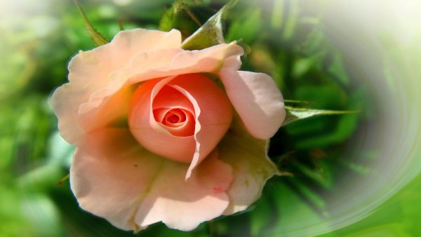 Carol_Cavalaris фото