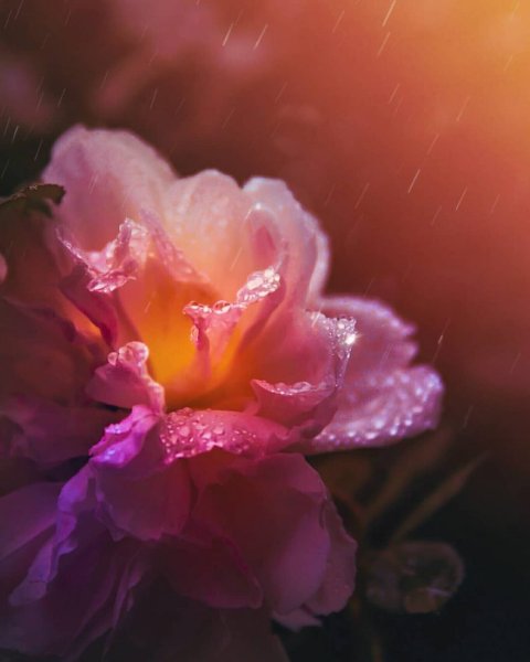 Фиолетовая природа
