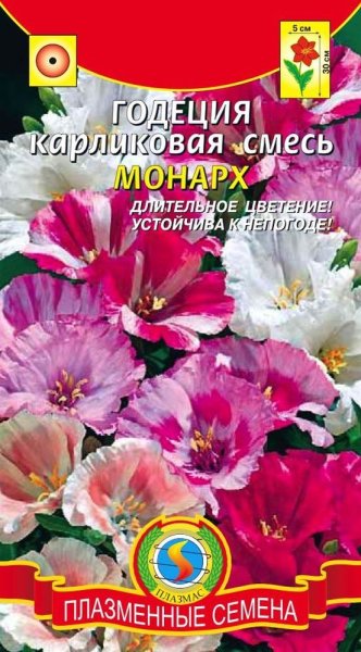 Цветы годеция Монарх