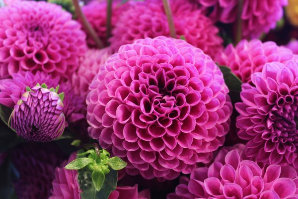 Pink suffusion георгин