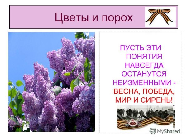 Цветы и порох