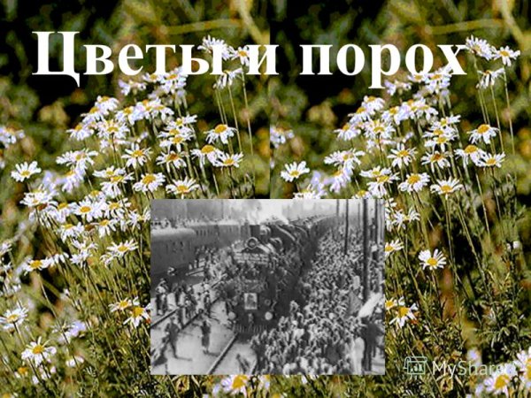 Цветы и порох композиция